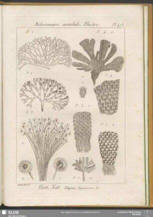 Pl. 478. Dichotomaire, acetabule, Flustre