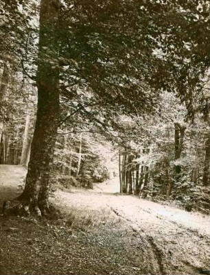 im Reichswald