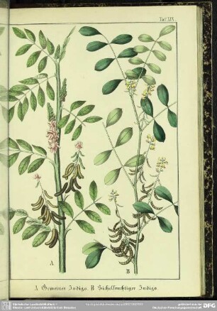 A. Gemeiner Indigo. B. Sichelfruchtiger Indigo
