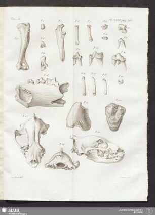 Pl. XXXI. pag. 396