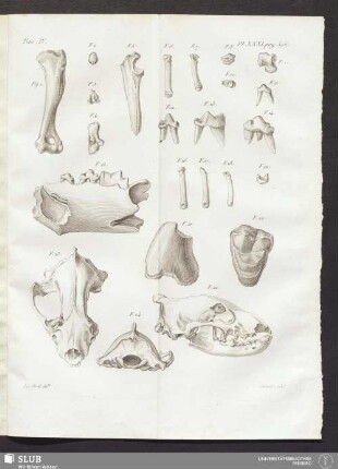 Pl. XXXI. pag. 396