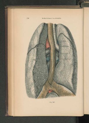 Fig. 259. Mediastinalraum von rückwärts.