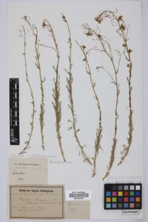 Sisymbrium bourgaeanum E. Fourn.