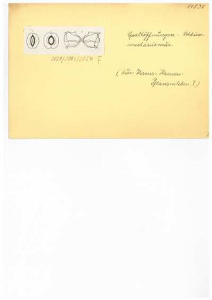 Spaltöffnungen, Schließmechanismus. Reproduktion aus: Anton Kerner von Marilaun, Adolph Hansen "Pflanzenleben 1. Gestalt und Leben der Pflanze", 1896