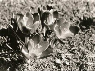 Krokus : Krokus im Botanischen Garten Schellerhau