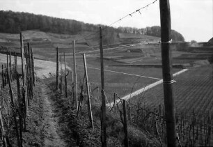 Bickensohl: Umgelegte Weinberge mit Blick auf Achkarren