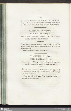 Phasianella angulosa. Tab. CLXXV. — Fig. 2