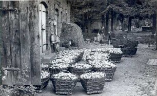 Zwiebelernte in Lehde : Žně cyblow na Lědach