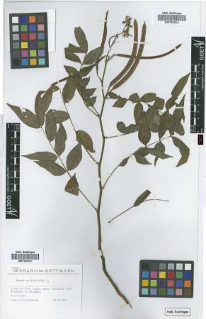 Cassia occidentalis L.