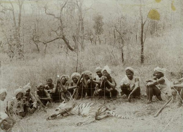 Des conducteurs indiens à côté du tigre abattu