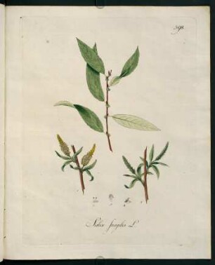 Salix fragilis L.