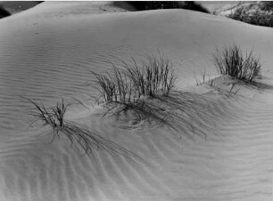 Dünenlandschaft mit Strandhafer in der Nähe von Skagen im Norden Jütlands