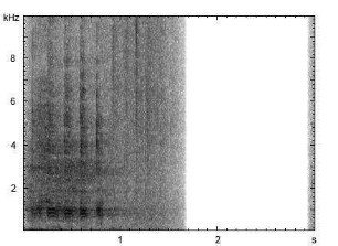 Hausgans | Anser anser f. domestica - Ruf
