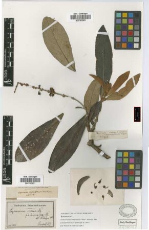 Byrsonima crassa Nied. f. leiocarpa Nied.
