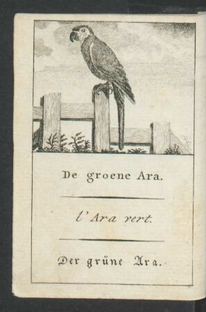 Tafel: De groene Ara. l'Ara vert. Der grüne Ara.