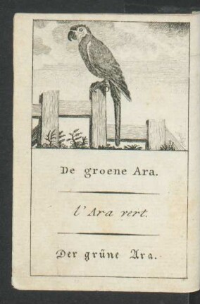 Tafel: De groene Ara. l'Ara vert. Der grüne Ara.