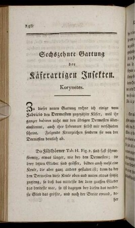 Sechszehnte Gattung der Käferartigen Insekten. Korynetes.