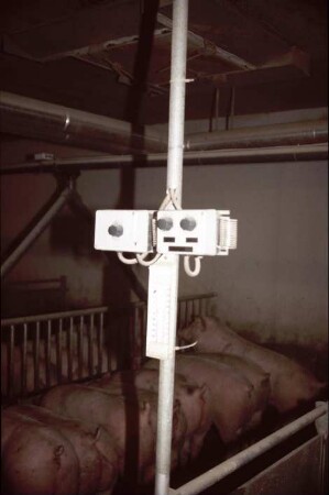 Fotografie: Mastschwein, Klimaführung