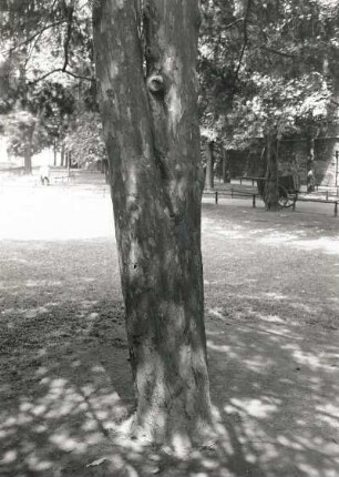 Europäische Eibe (Taxus baccata), auch Gemeine Eibe oder nur Eibe in Dresden. Stamm