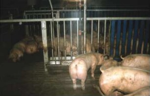 Fotografie: Tierproduktionsverfahren, Schweinehaltung, Vollspaltenboden, Fütterungstechnik