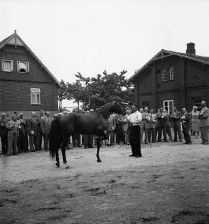 Gestüt "Buchenhof": Vorführung der Traber: Präsentation des Hengstes "Permit": dahinter Besucher: im Hintergrund Wohn- und Wirtschaftsgebäude