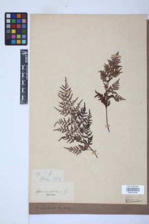 Asplenium solidum Kunze