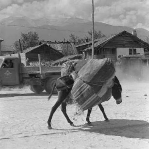 Alltagsbild. Lastesel unterwegs in Bansko