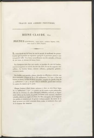 Reine-Claude. Duh. Prunus Claudiana ...