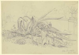 Pflanzenstudie (Agave) aus der Villa Poniatofski