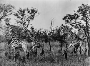 Giraffen : Aufnahme mehrerer Giraffen.
