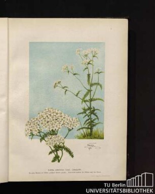 Achillea millefolium Linné. Schafgarbe.