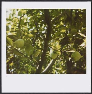 Apfelbaum in Puy-Saint-Martin