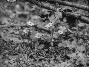Leberblümchen : Leberblümchen (Hepatica nobilis Schreber).