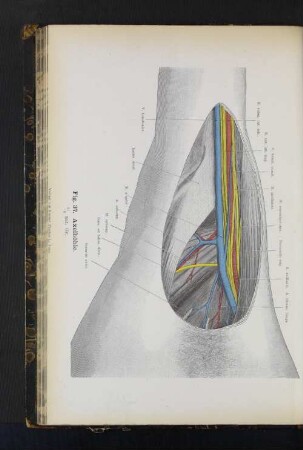 Fig. 37. Axelhöhle.