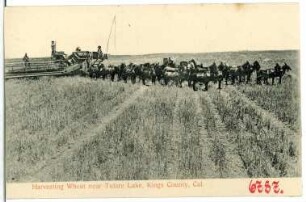 Kings County, Kalifornien. Harvesting Wheat near Tulare Lake