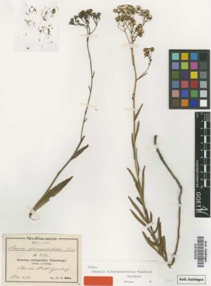 Senecio diversidentatus Muschl. [isotype]