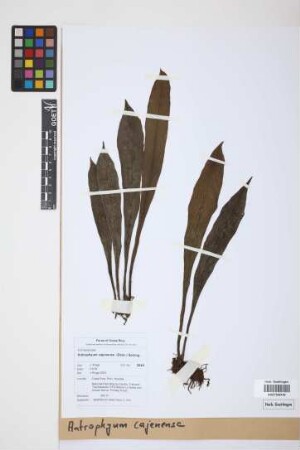 Antrophyum cajenense (Desv.) Spreng.