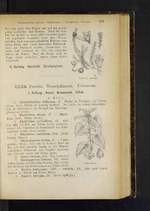 1. Gattung. Nessel, Brennessel. Urtica.