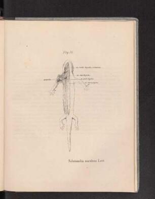Fig. 14.