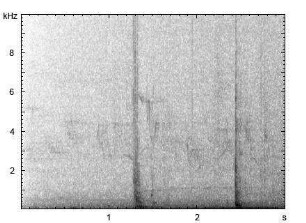 Buchfink | Fringilla coelebs - Gesang