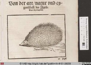 [Igel]