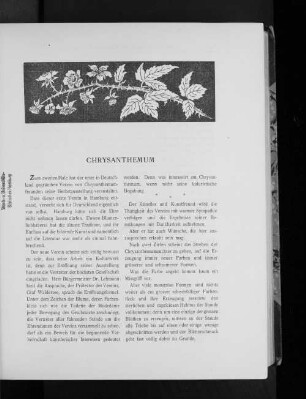 Chrysanthemum