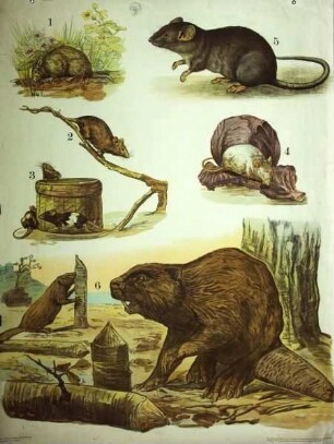 Feldmaus, Hausmaus, Wanderratte, Biber