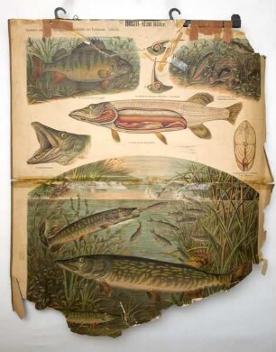 Hecht (Esox lucius)