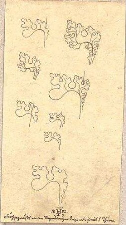 Hoffstadt, Friedrich; Kassette 4: Mappe XI.1, Knäufe und Laub in Steinwerk (1337-1342) - Regensburg (Details)