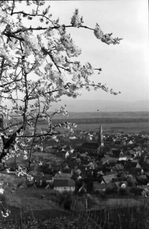 Ihringen: Blühender Kirschbaum und Blick auf den Ort