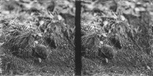 Kurzohrmaus : Kurzohrmaus (Microtus subterraneus Sélys-Longchamps).