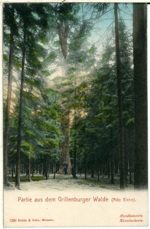 Grillenburg. Grillenburger Wald, Alte Eiche