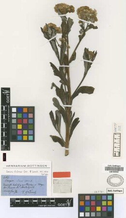Senecio deferens Griseb. [syntype]