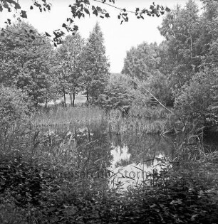 Drahtteich: vorn Gräser und Schilf: Teichausläufer mit Baumbestand: hinten links Teich hinter Bäumen